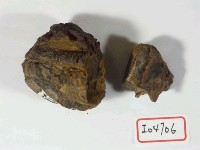 藏品(牛上頷臼齒連骨)的圖片